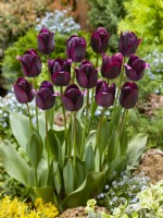 Tulipa Triumph Black Bean, spring April
