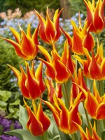 Tulipa Lily Flowered Fly Away, spring May