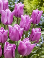Tulipa Single Late Fresh Start, spring May