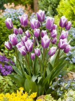 Tulipa Late Purple Elegance, spring May