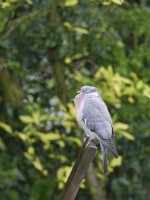 Columba palumbus - Wood Pigeon perched on garden chair in rain