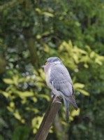 Columba palumbus - Wood Pigeon perched on garden chair in rain
