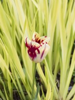 Tulipa - 'Grand Perfection' Rembrant style, in front of Iris 'Aichi-No-Kagayaki'