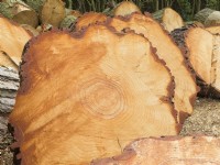Pinus radiata - Monterey Pine -  Recently felled log stack.