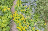 Gravel path separating beds of Inula 'Magnifica' and Campanula lactiflora on right and mostly Mahonia and bamboo on left. July. Image taken from drone. 