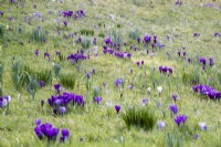Planting of purple Crocus vernus in rough grass with foliage of narcissus between. March. Spring. 