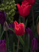 Tulipa 'Bastogne' flowering with Tulipa Passionale