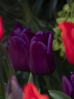 Tulipa 'Passionale'