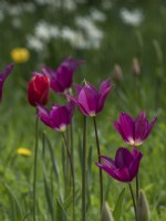 Tulipa 'Purple Dream' in naturalised setting