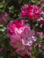 Rhododendron williamsianum 'Stadt Essen'