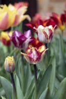 Tulipa 'Colour Fusion' - Fringed Parrot Tulip