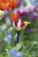 Tulipa 'Colour Fusion' - Fringed Parrot Tulip