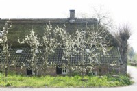 Blossom trees with root ball in front of farmhouse with wooden sign near tree nursery Floris bomen.