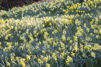 Massed planting of naturalised Narcissus pseudonarcissus in meadow. March. Spring