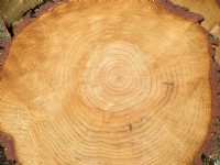 Pinus radiata - Monterey Pine -  Recently felled log