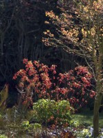 Acer palmatum - emerging foliage