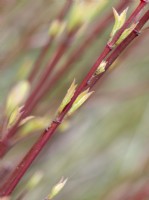 New growth on red dogwood stems - Cornus sibirica
