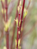 New growth on red dogwood stems - Cornus sibirica