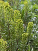 Euphorbia chariacas 'Black Pearl'
