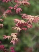 Acer palmatum shindeshojo