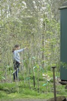 Nursery owner in the middle of young blossom trees, pruning trees on the nursery.
