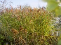 Planting with Miscanthus sinensis in the autumn, autumn September