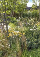 Planting with perennials and shrubs, summer June