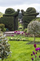 Yew double Snail topiary either side of black metal gateway viewed across lawn with burgundy Tulipa