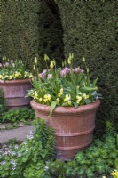 Double terracotta containers of Tulipa 'Chinatown' underplanted with yellow violas by Taxus baccata hedge