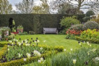 Wooden seat in front of formal Yew hedge with beds of Tulipa around lawn