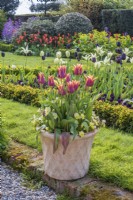 Tulipa 'Slawa' with yellow violas in terracotta container in front of beds of tulips