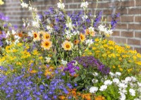 Colorful annual mix, summer July
