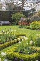 Small formal buxus lined beds planted with black and white Tulipa in lawn with seating 