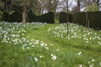Naturalised Narcissus 'Thalia' with mown path enclosed by decorative Taxus baccata hedges 