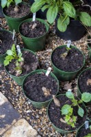 Potted Dahlia tubers undercover beginning to shoot