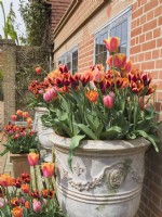 Tulipa - Mixed tulips in large ornamental urn