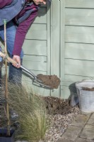 Woman digging hole for Actinidia to be planted