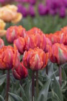Tulipa 'Hermitage Double' - Tulip