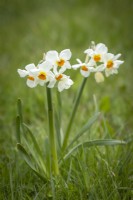 Narcissus 'Cragford' AGM growing in grass