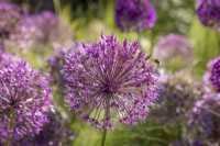Bee landing on Allium 'Purple Rain'