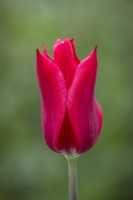 Tulip 'Pieter de Leur'