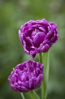 Tulipa 'Blue Diamond'