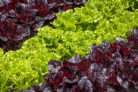 Lettuce 'Batavia Green' and 'Batavia Red' - Lactuca sativa