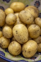 Potato 'Nicola' -  Solanum tuberosum