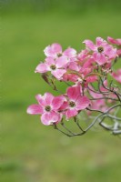 Cornus florida 'Cherokee Brave' - Flowering dogwood