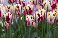 Tulipa 'Grand Perfection' - Triumph Tulip