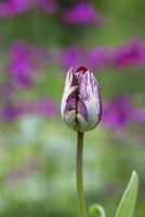 Tulipa 'Insulinde' - Rembrandt Tulip