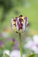 Tulipa 'Insulinde' - Rembrandt Tulip
