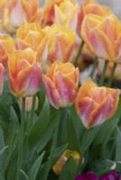 Tulipa 'Salmon Dynasty' - Triumph Tulip