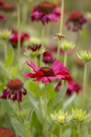 Bee on Gaillardia Ã— grandiflora 'Burgunder' - Blanketflower